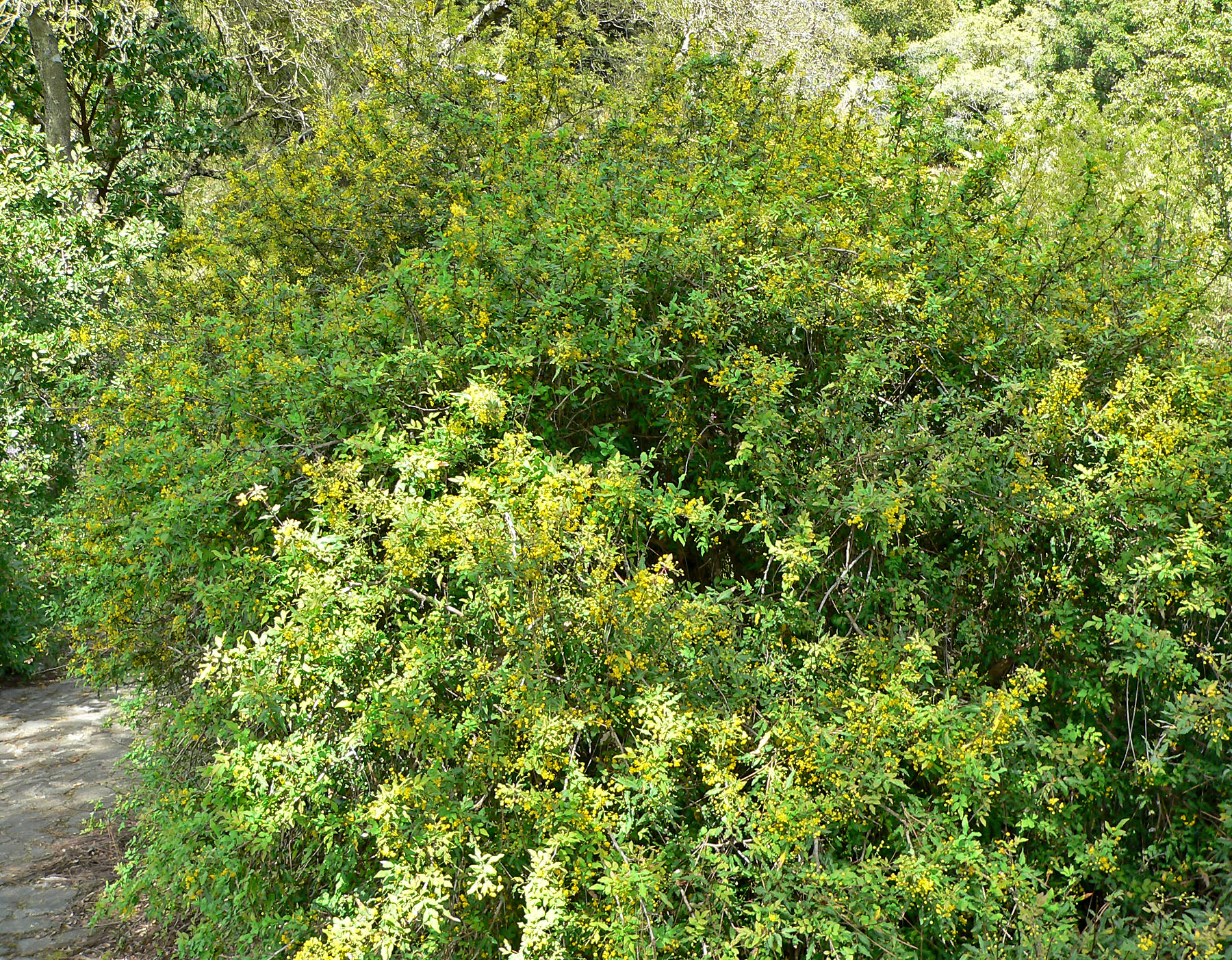 Berberis nevinii
